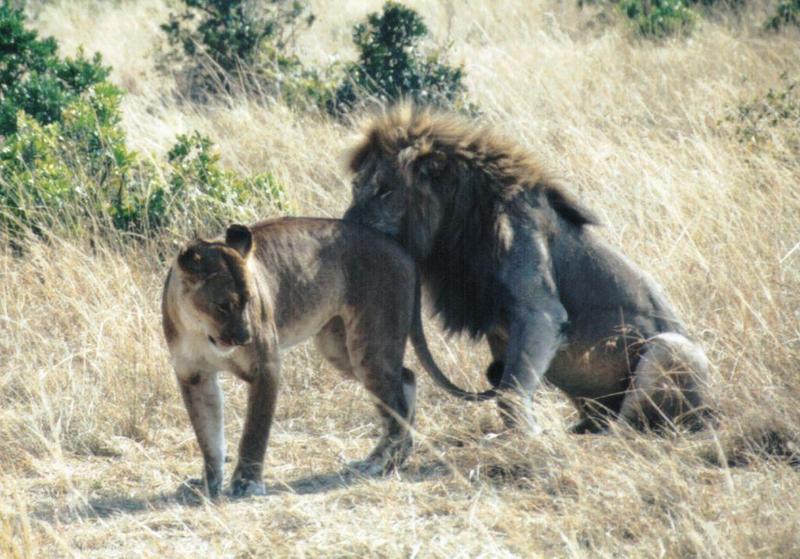 (P:\Africa\Lion) Dn-a0478.jpg (1/1) (133 K); DISPLAY FULL IMAGE.