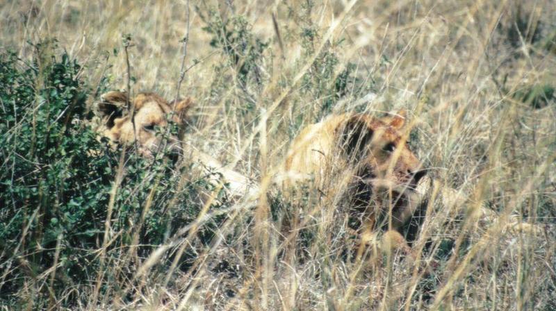 (P:\Africa\Lion) Dn-a0480.jpg (1/1) (132 K); DISPLAY FULL IMAGE.