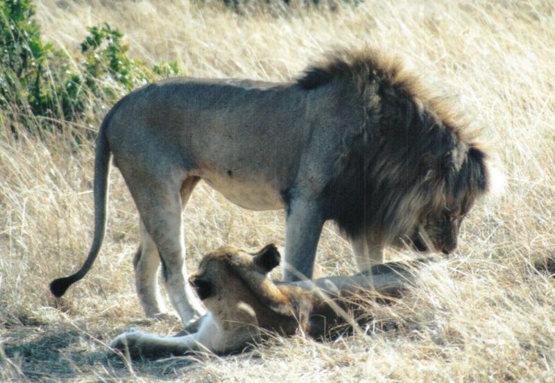 (P:\Africa\Lion) Dn-a0482.jpg (1/1) (126 K); DISPLAY FULL IMAGE.