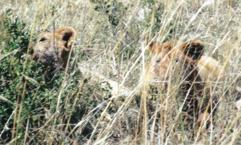 (P:\Africa\Lion) Dn-a0495.jpg (1/1) (135 K); DISPLAY FULL IMAGE.