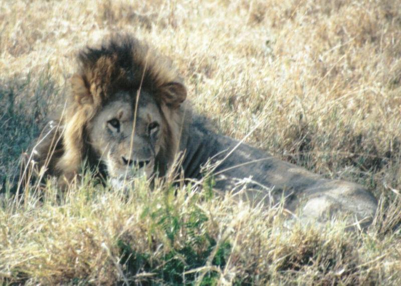 (P:\Africa\Lion) Dn-a0501.jpg (1/1) (128 K); DISPLAY FULL IMAGE.