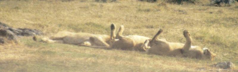 (P:\Africa\Lion) Dn-a0505.jpg (1/1) (41 K); DISPLAY FULL IMAGE.