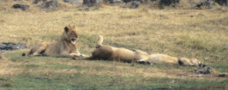 (P:\Africa\Lion) Dn-a0511.jpg (1/1) (58 K); DISPLAY FULL IMAGE.