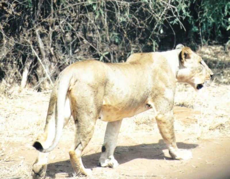 (P:\Africa\Lion) Dn-a0529.jpg (1/1) (130 K); DISPLAY FULL IMAGE.