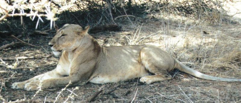 (P:\Africa\Lion) Dn-a0536.jpg (1/1) (104 K); DISPLAY FULL IMAGE.