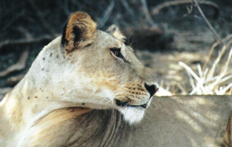 (P:\Africa\Lion) Dn-a0545.jpg (1/1) (82 K); DISPLAY FULL IMAGE.