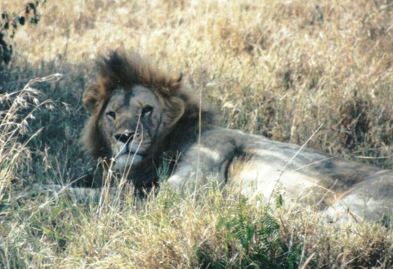 (P:\Africa\Lion) Dn-a0550.jpg (1/1) (134 K); DISPLAY FULL IMAGE.