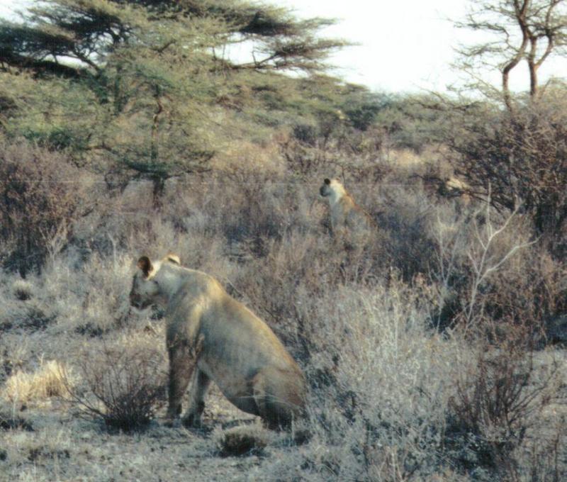 (P:\Africa\Lion) Dn-a0558.jpg (1/1) (125 K); DISPLAY FULL IMAGE.