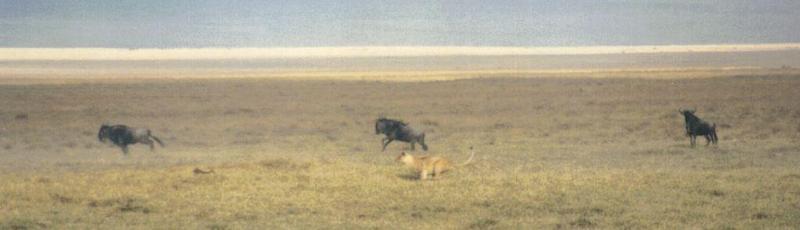 (P:\Africa\Lion-Chase) Dn-a0563.jpg (1/1) (35 K); DISPLAY FULL IMAGE.