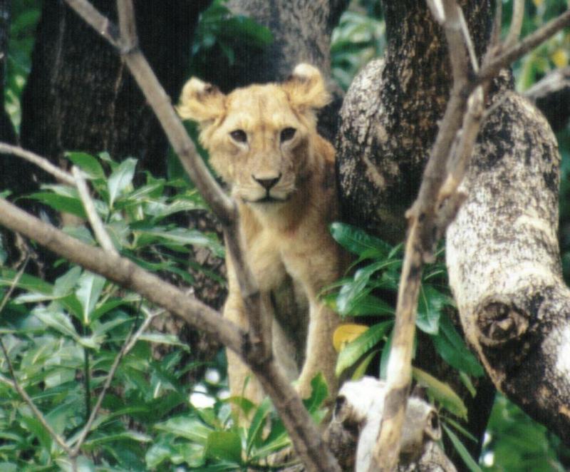 (P:\Africa\Lion-Tree-1) Dn-a0569.jpg (1/1) (110 K); DISPLAY FULL IMAGE.