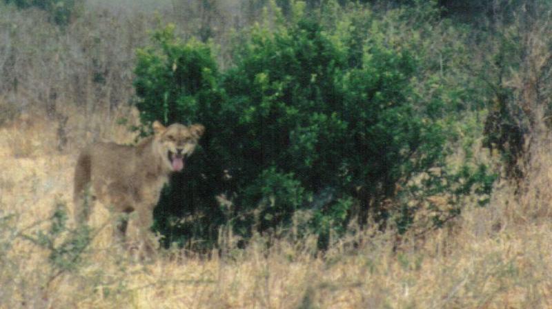 (P:\Africa\Lion-Tree-2) Dn-a0604.jpg (1/1) (67 K); DISPLAY FULL IMAGE.