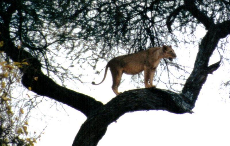 (P:\Africa\Lion-Tree-2) Dn-a0606.jpg (1/1) (113 K); DISPLAY FULL IMAGE.