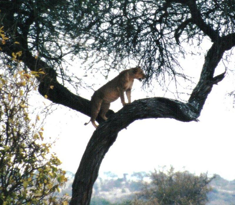 (P:\Africa\Lion-Tree-2) Dn-a0608.jpg (1/1) (141 K); DISPLAY FULL IMAGE.