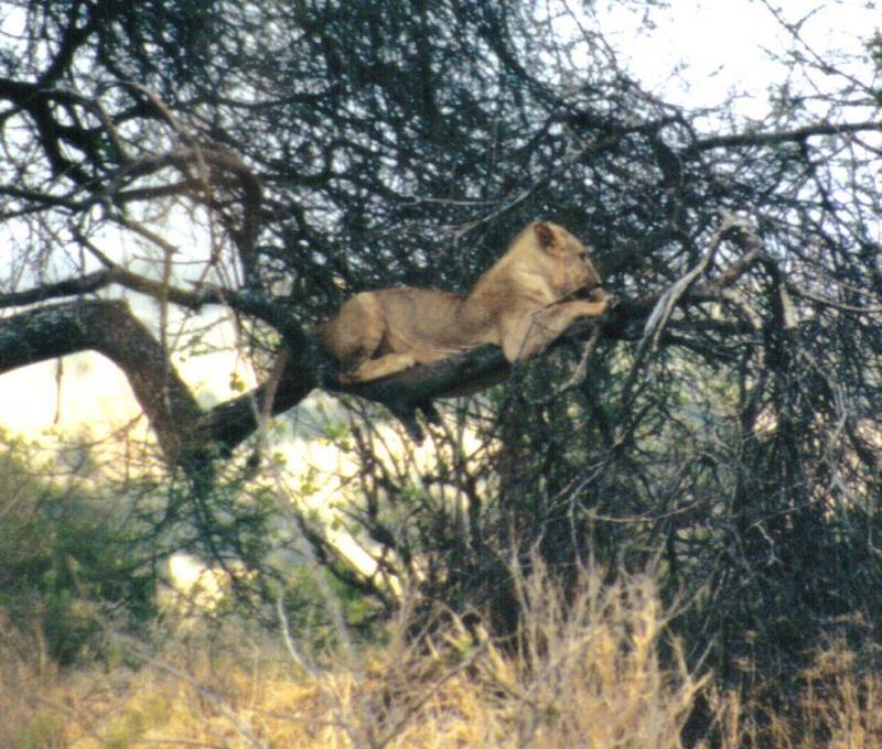 (P:\Africa\Lion-Tree-2) Dn-a0635.jpg (1/1) (137 K); DISPLAY FULL IMAGE.