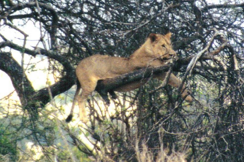 (P:\Africa\Lion-Tree-2) Dn-a0637.jpg (1/1) (145 K); DISPLAY FULL IMAGE.