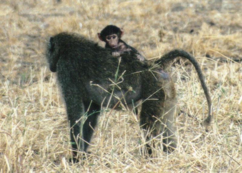 (P:AfricaPrimate) Dn-a0680.jpg (Olive Baboons); DISPLAY FULL IMAGE.