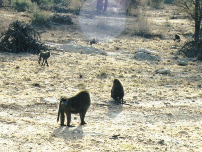 (P:AfricaPrimate) Dn-a0683.jpg (Olive Baboons); DISPLAY FULL IMAGE.