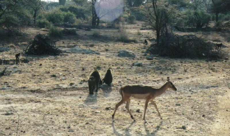 (P:AfricaPrimate) Dn-a0685.jpg (Olive Baboons); DISPLAY FULL IMAGE.