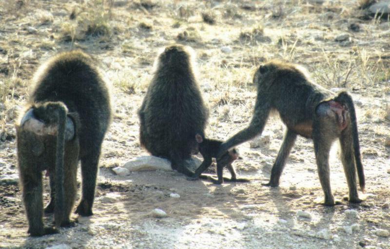 (P:AfricaPrimate) Dn-a0693.jpg (Olive Baboons); DISPLAY FULL IMAGE.
