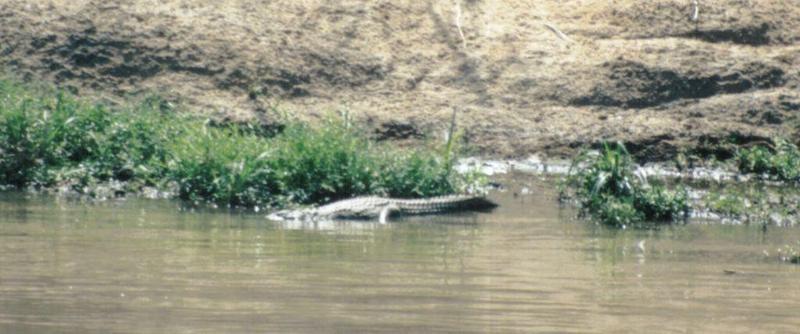 (P:\Africa\Reptile) Dn-a0718.jpg (Nile Crocodile); DISPLAY FULL IMAGE.