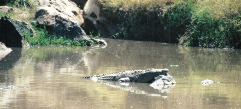 (P:\Africa\Reptile) Dn-a0719.jpg (Nile Crocodile); DISPLAY FULL IMAGE.