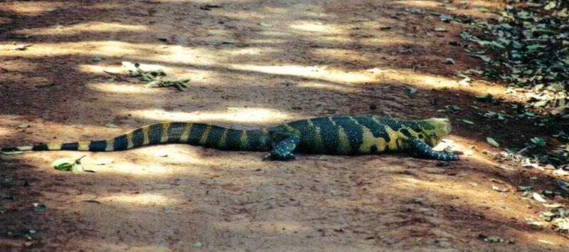 (P:\Africa\Reptile) Dn-a0726.jpg (Nile Monitor); DISPLAY FULL IMAGE.