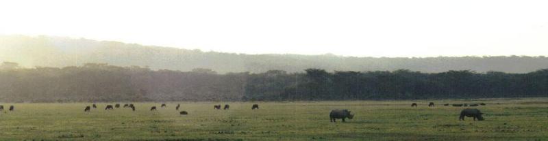 (P:\Africa\Rhino) Dn-a0728.jpg  - White Rhinoceros (Ceratotherium simum); DISPLAY FULL IMAGE.