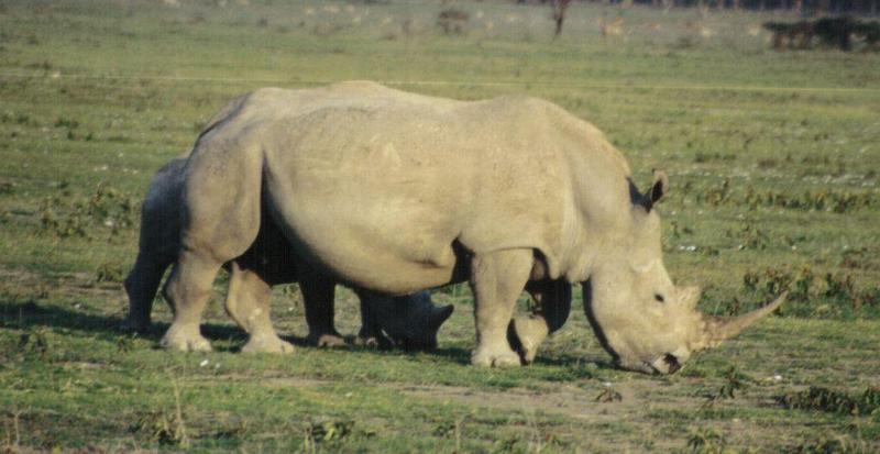 (P:\Africa\Rhino) Dn-a0729.jpg  - White Rhinoceros (Ceratotherium simum); DISPLAY FULL IMAGE.