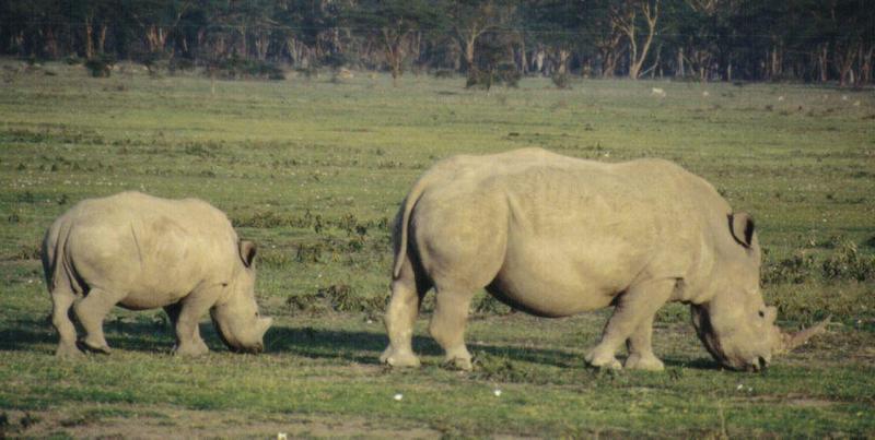 (P:\Africa\Rhino) Dn-a0730.jpg  - White Rhinoceros (Ceratotherium simum); DISPLAY FULL IMAGE.