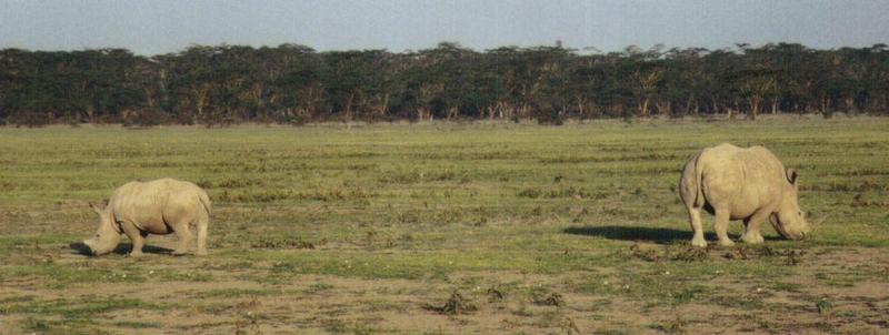 (P:\Africa\Rhino) Dn-a0731.jpg  - White Rhinoceros (Ceratotherium simum); DISPLAY FULL IMAGE.