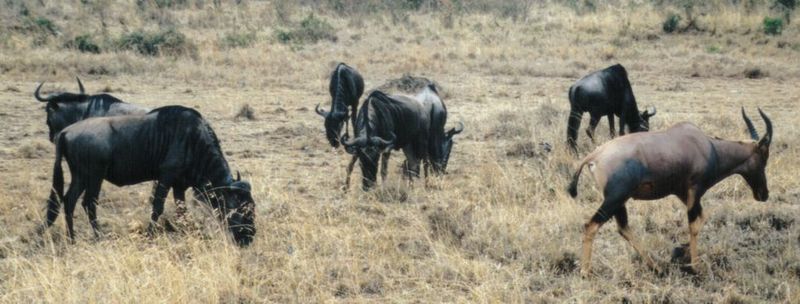 (P:\Africa\Wildebeast) Dn-a0909.jpg (Topi and Wildebeests); DISPLAY FULL IMAGE.