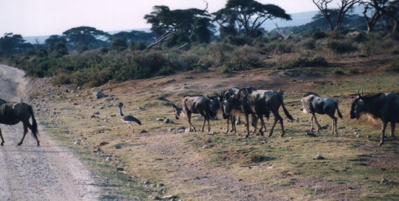 (P:\Africa\Wildebeast) Dn-a0913.jpg - Kori Bustard (Ardeotis kori) and wildebeest herd; DISPLAY FULL IMAGE.