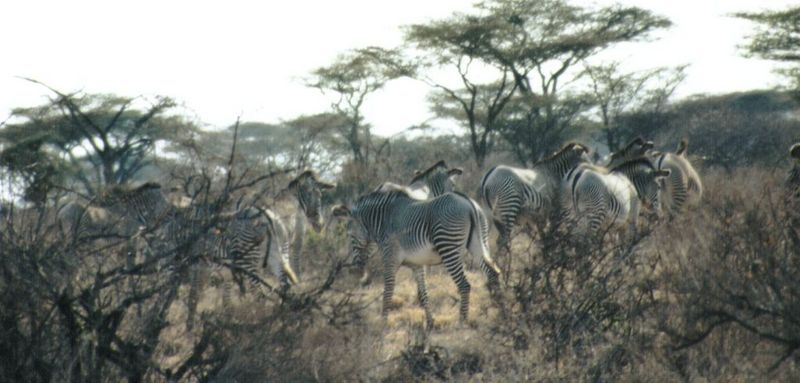(P:\Africa\Zebra-Grevy) Dn-a0919.jpg (1/1) (80 K); DISPLAY FULL IMAGE.