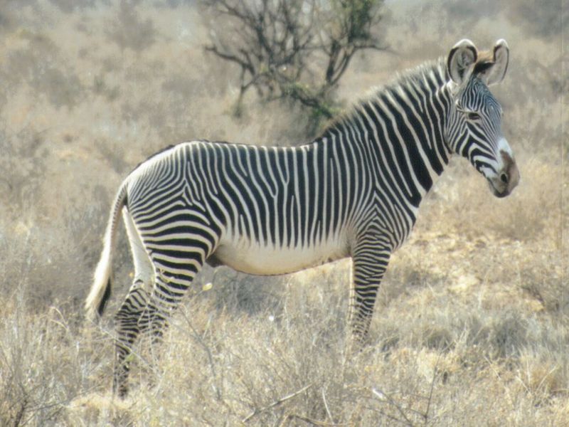 (P:\Africa\Zebra-Grevy) Dn-a0921.jpg (1/1) (124 K); DISPLAY FULL IMAGE.
