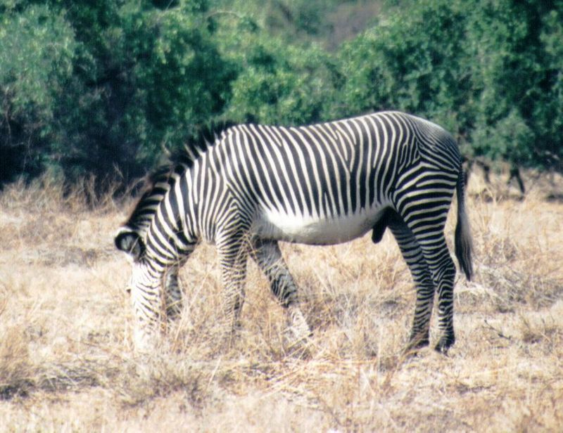 (P:\Africa\Zebra-Grevy) Dn-a0924.jpg (1/1) (128 K); DISPLAY FULL IMAGE.