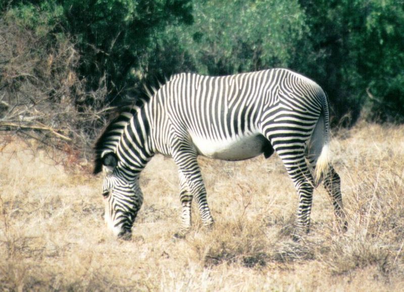 (P:\Africa\Zebra-Grevy) Dn-a0926.jpg (1/1) (126 K); DISPLAY FULL IMAGE.