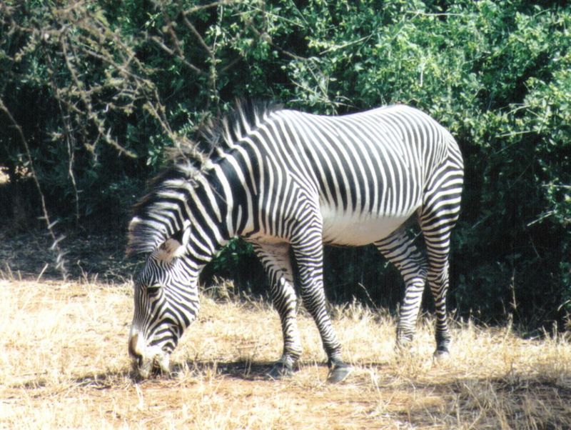 (P:\Africa\Zebra-Grevy) Dn-a0927.jpg (1/1) (173 K); DISPLAY FULL IMAGE.
