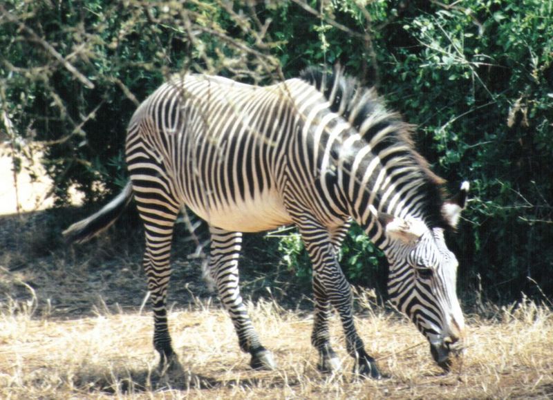 (P:\Africa\Zebra-Grevy) Dn-a0928.jpg (1/1) (157 K); DISPLAY FULL IMAGE.
