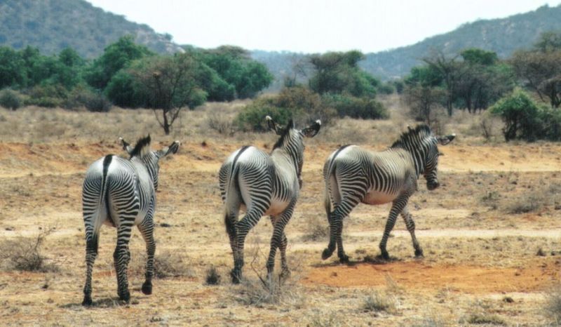 (P:\Africa\Zebra-Grevy) Dn-a0931.jpg (1/1) (106 K); DISPLAY FULL IMAGE.