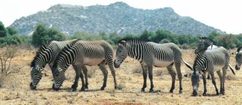 (P:\Africa\Zebra-Grevy) Dn-a0933.jpg (1/1) (96 K); DISPLAY FULL IMAGE.