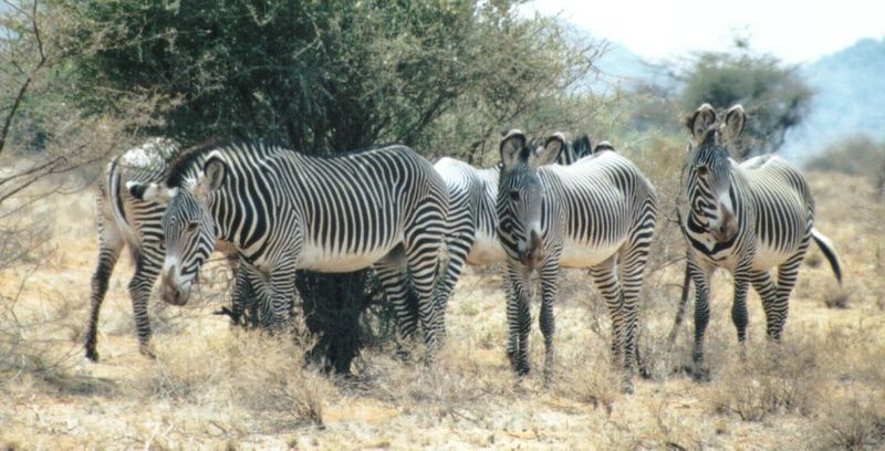 (P:\Africa\Zebra-Grevy) Dn-a0934.jpg (1/1) (109 K); DISPLAY FULL IMAGE.
