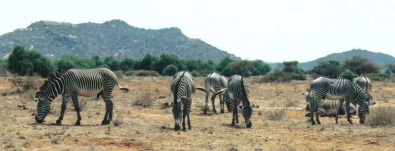 (P:\Africa\Zebra-Grevy) Dn-a0936.jpg (1/1) (69 K); DISPLAY FULL IMAGE.