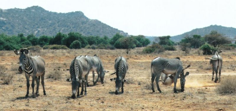 (P:\Africa\Zebra-Grevy) Dn-a0937.jpg (1/1) (89 K); DISPLAY FULL IMAGE.