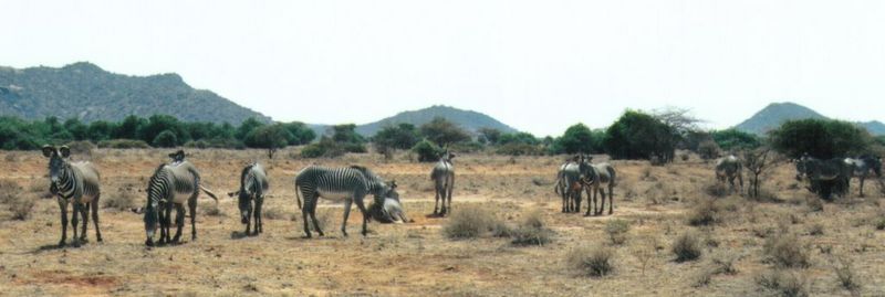 (P:\Africa\Zebra-Grevy) Dn-a0938.jpg (1/1) (53 K); DISPLAY FULL IMAGE.