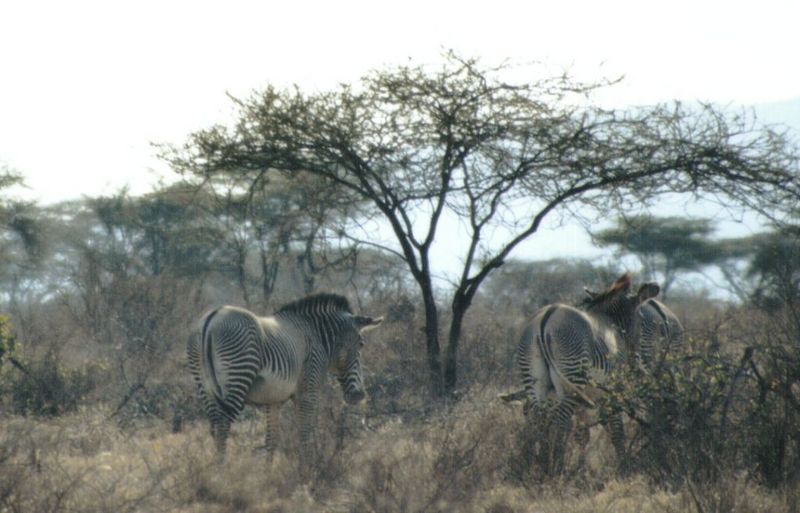 (P:\Africa\Zebra-Grevy) Dn-a0940.jpg (1/1) (95 K); DISPLAY FULL IMAGE.