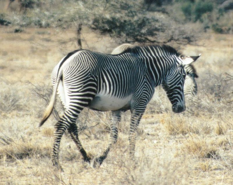 (P:\Africa\Zebra-Grevy) Dn-a0941.jpg (1/1) (123 K); DISPLAY FULL IMAGE.