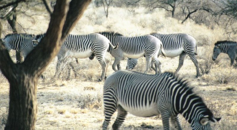 (P:\Africa\Zebra-Grevy) Dn-a0942.jpg (1/1) (115 K); DISPLAY FULL IMAGE.