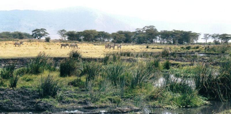 (P:AfricaZebra-Plains) Dn-a0959.jpg (1/1) (116 K); DISPLAY FULL IMAGE.