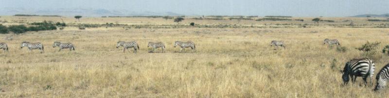 (P:AfricaZebra-Plains) Dn-a0973.jpg (1/1) (44 K); DISPLAY FULL IMAGE.