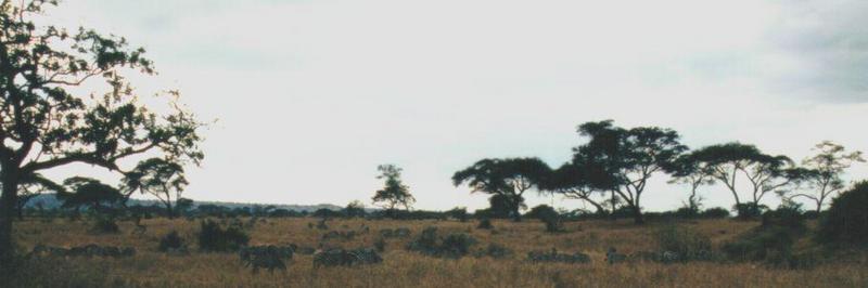 (P:AfricaZebra-Plains) Dn-a0981.jpg (1/1) (42 K); DISPLAY FULL IMAGE.